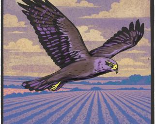 The Harrier Flies - AI generated brand music